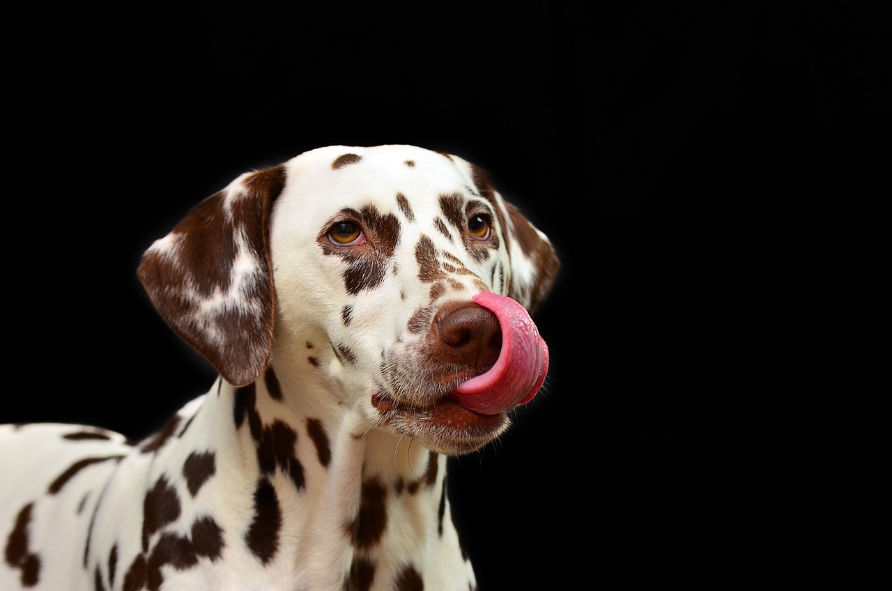 How to Spot Signs of Dehydration in Dogs